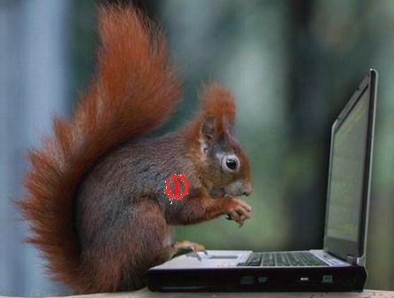 squirrel-hacker